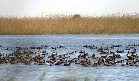 آغاز کوچ پرندگان مهاجر به شمال خوزستان