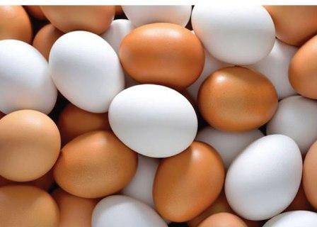 سرانه مصرف تخم مرغ در کردستان 11 کیلوگرم است