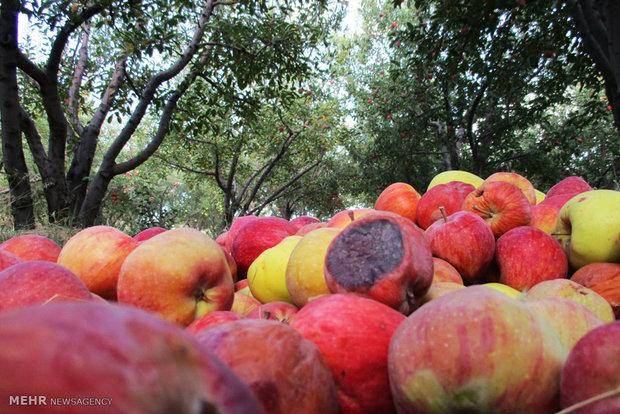 خرید 5000 تن سیب زیردرختی از باغداران آذربایجان غربی