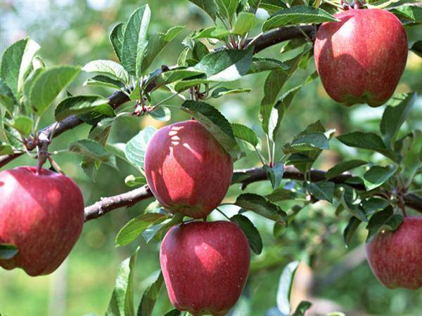 سیب های سپیدان فارس در انتظار صادرات بر درختان مانده است