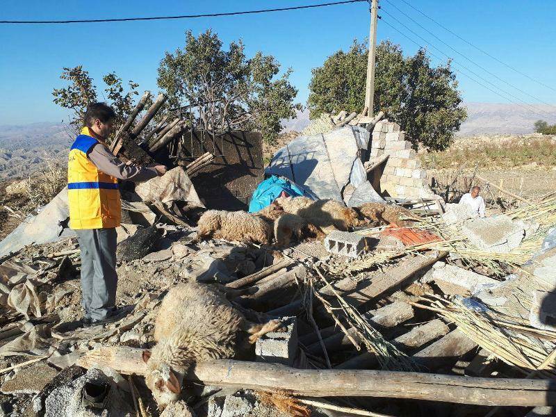 اعزام 17 اکیپ دامپزشکی به مناطق زلزله زده برای دفن لاشه دام ها
