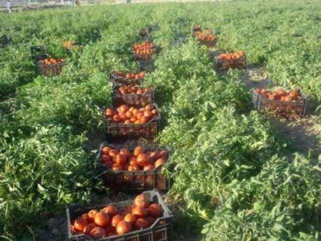 آغاز برداشت گوجه فرنگی خارج فصل در استان بوشهر
