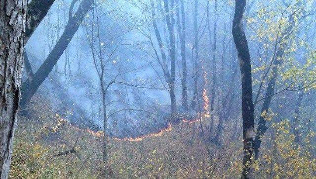 خسارت آتش سوزی هفته گذشته به 180هکتار از جنگل های گلستان