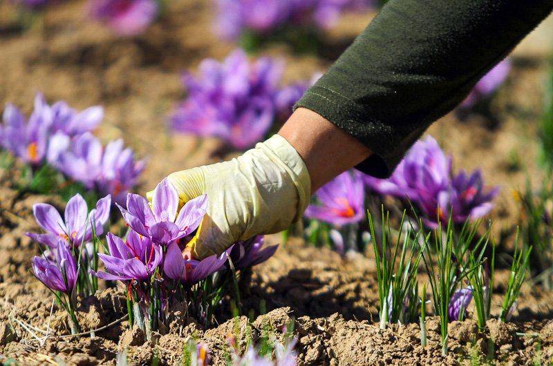 2درصد زعفران کشور در لرستان کشت می‌شود
