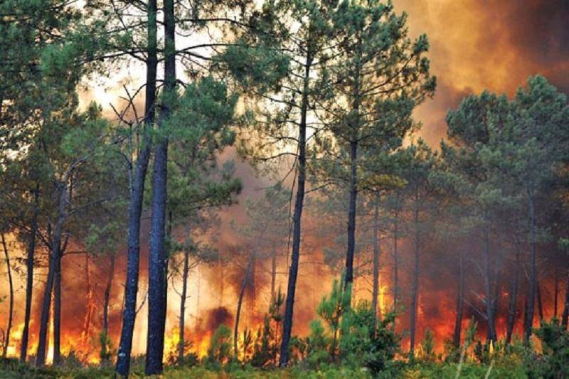 بیشترین آتش سوزی در آستارا مربوط به جنگل و مرتع است