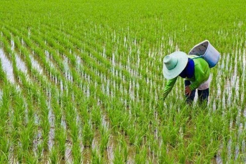 خشکه کاری، روش توسعه کشت برنج در کشور