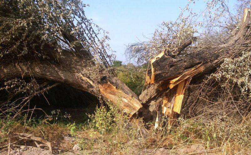 عاملان قطع درختان کنار در دزفول دستگیر شدند