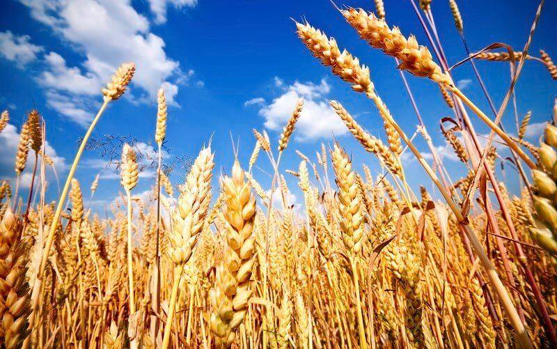 متوسط تولید گندم آبی در البرز 150 درصد رشد داشته است