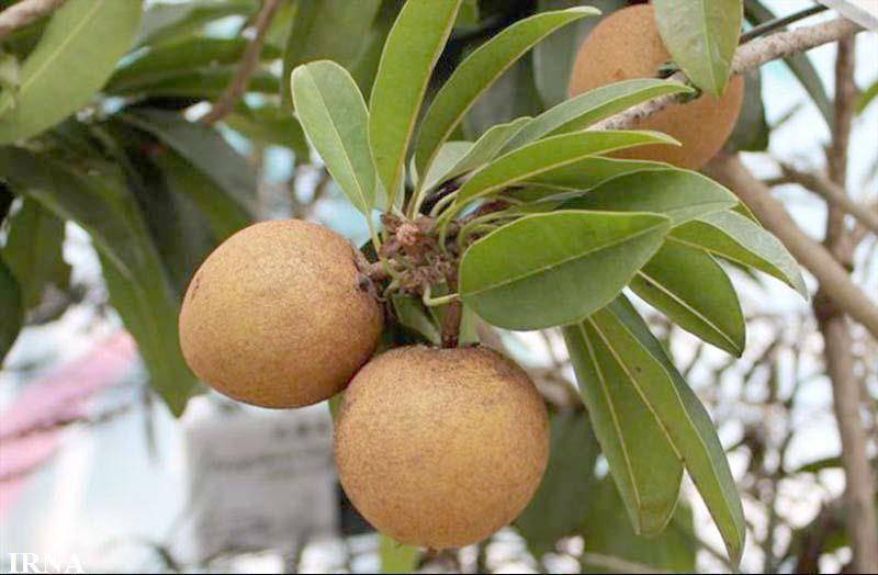 1150 تن میوه گرمسیری چیکو در سیستان و بلوچستان برداشت شد