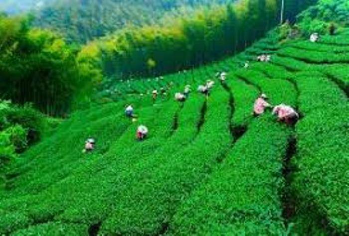 صندوق توسعه صنعت چای پشتیبان مهمی در رونق چایکاری است