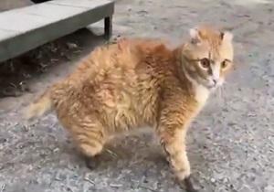راه رفتن گربه روس با پای مصنوعی + فیلم