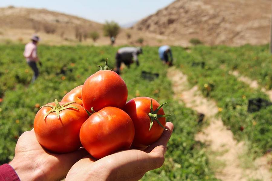 تعادل قیمت گوجه فرنگی تا ۳ هفته آینده/ تگرگ و سرمای زود‌رس عامل افزایش قیمت شد