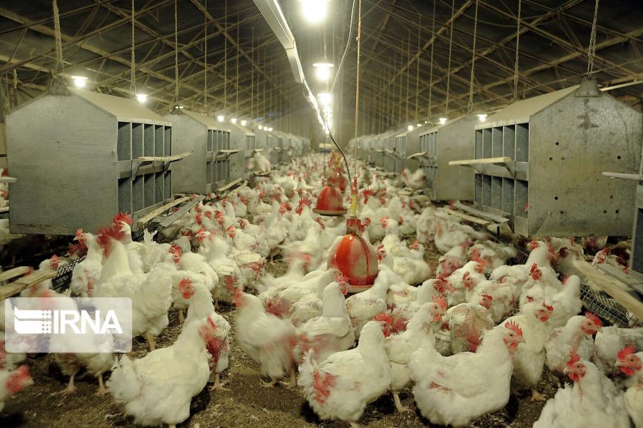 میزان سرمایه‌گذاری صنعت مرغداری استان بوشهر ۵۰۰ میلیارد تومان اعلام شد