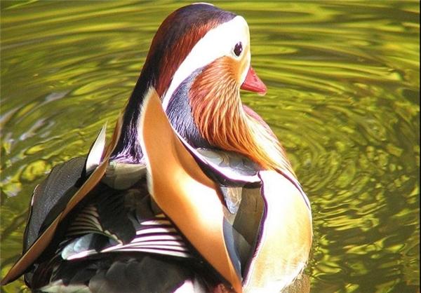 زیباترین اردک جهان را بشناسید/اردک هدیه ای به عنوان نماد زندگی