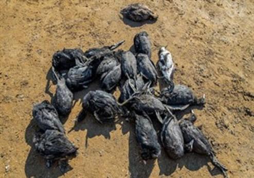 مرگ مشکوک پرندگان این بار در سواحل بندرترکمن
