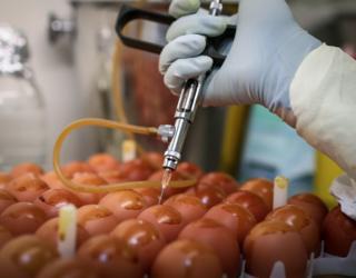 کرونا در رسانه‌های آمریکا؛ چرا کاخ‌سفید روزانه چندین هزار تخم‌مرغ می‌خرد؟