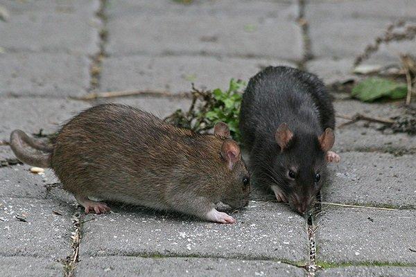 موش‌های نیویورک بر اثر فشار زندگی به عادت‌های انسانی روی آوردند  