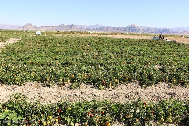 کاهش ۱۲ درجه‌ای دما در استان بوشهر/ کشاورزان مراقب محصولات باشند