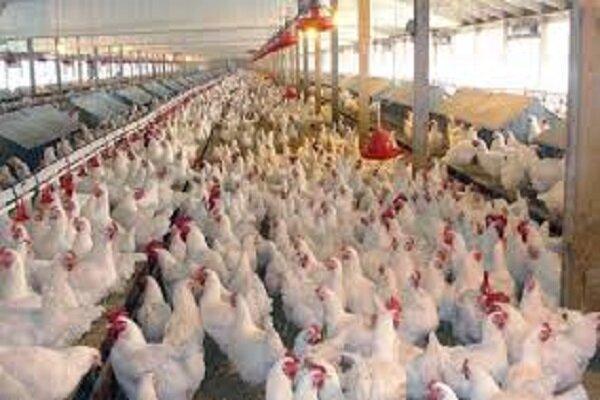 جمع آوری مرغ مازاد تنها راهکار مشکلات فعلی بازار است