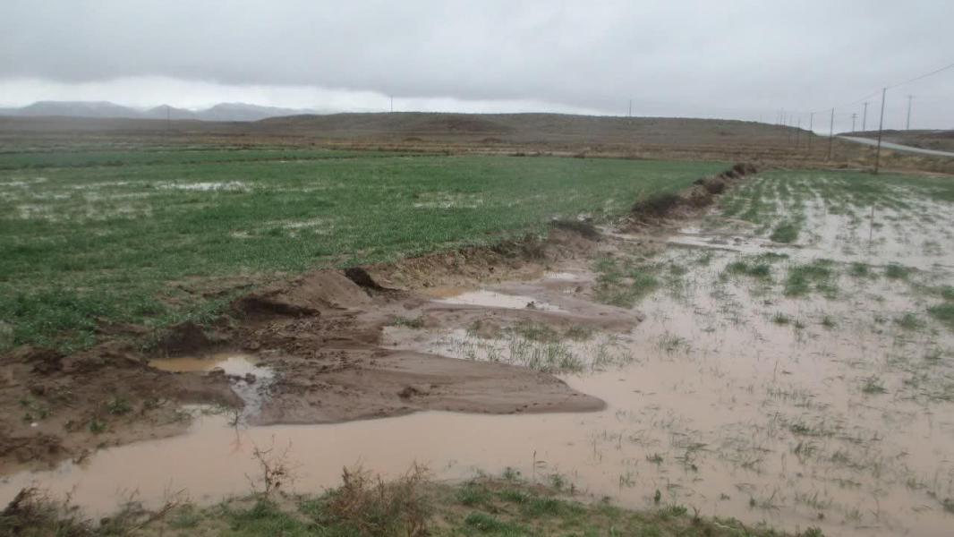 بارندگی هفت میلیارد ریال به کشاورزی تربت‌حیدریه خسارت زد