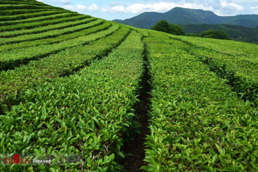 پیش بینی تولید ۱۳۰ هزار تن چای در سال جهش تولید/ سال پررونقی در پیش است