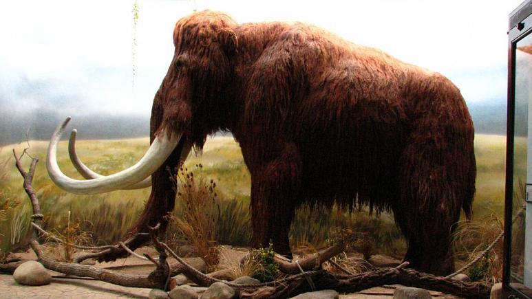 باستان‌شناسان در آلمان یک عاج ماموت ۲۰ هزار ساله پیدا کردند