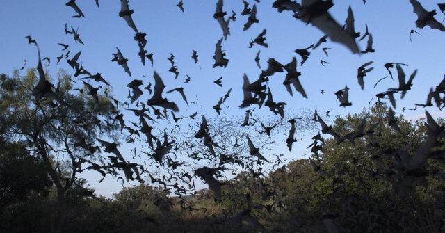 قانون فاصله‌گیری اجتماعی میان خفاش‌ها!