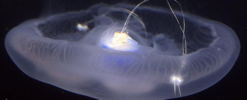 دانشمندان از یک عروس دریایی روبات زیستی ساختند