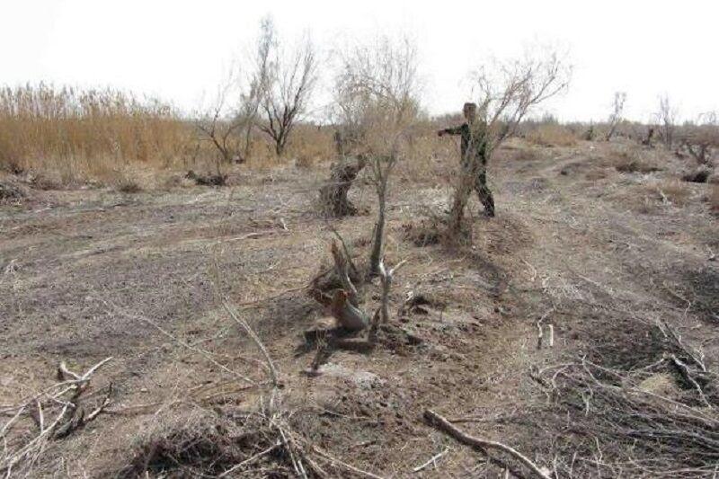 ۶ پرونده تخریب جنگل‌های تاغ در داورزن تشکیل شد