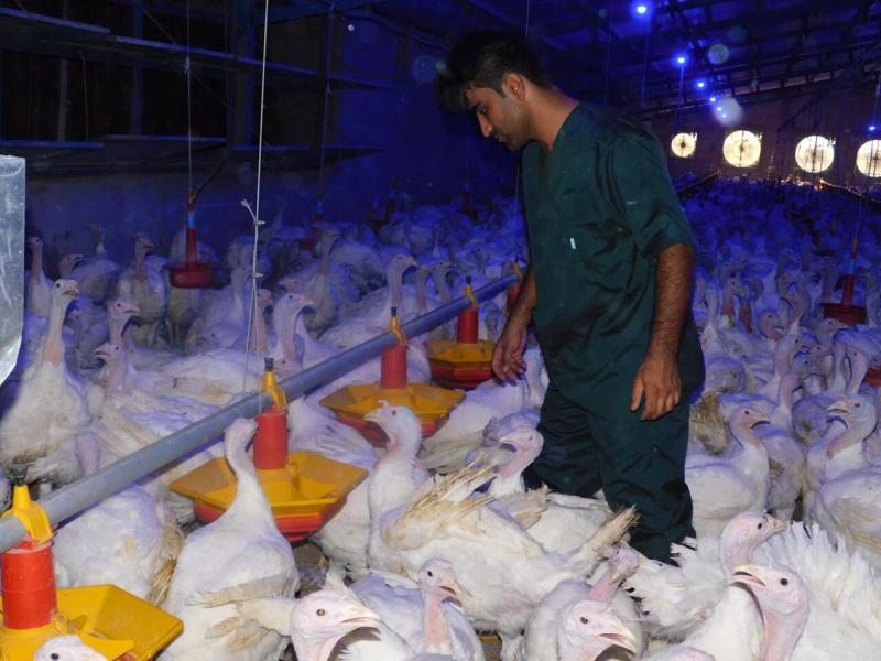 واکسیناسیون علیه آنفلوانزای پرندگان به مزارع بوقلمون قزوین رسید