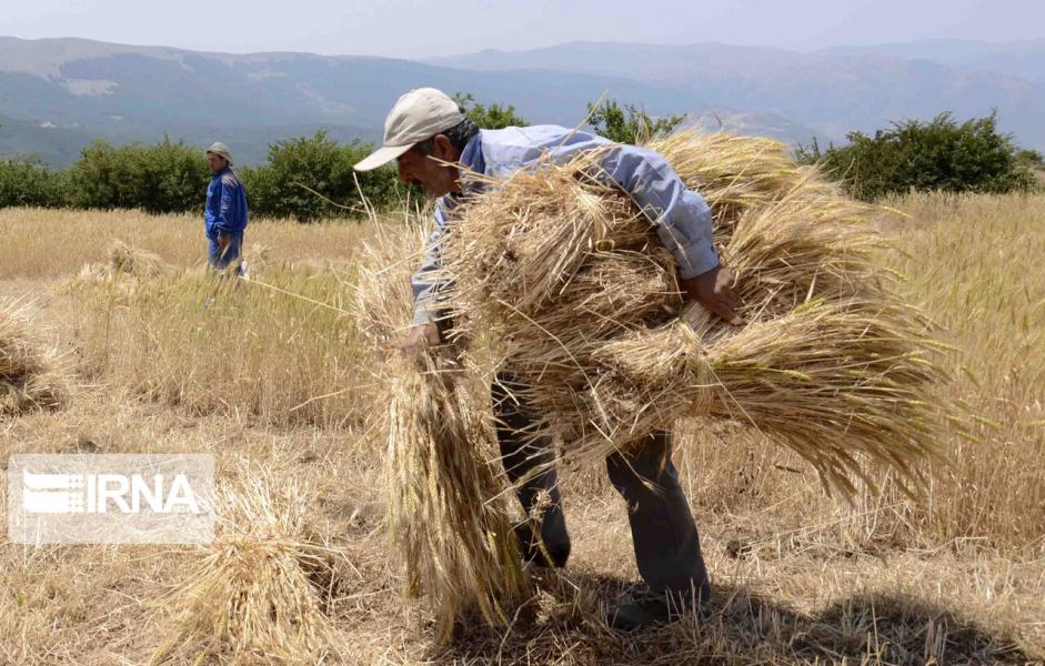 خرید تضمینی گندم در سیستان و بلوچستان آغاز شد