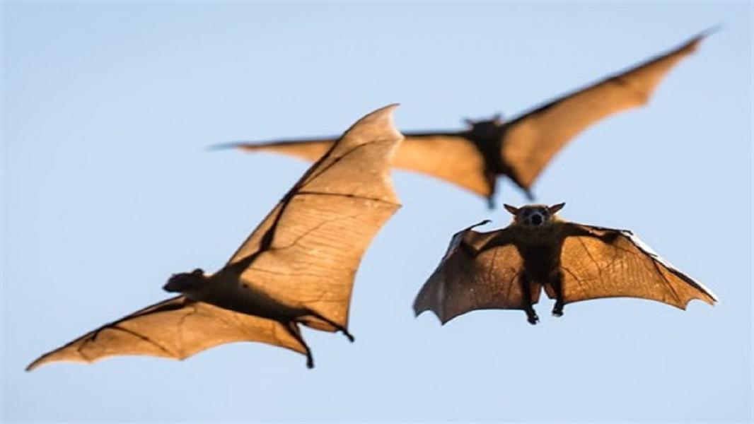 ویروس کرونا چگونه از خفاش به انسان منتقل می‌شود؟