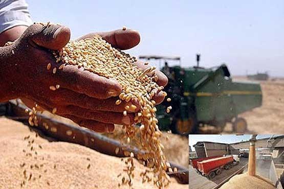 خرید تضمینی ۱۰.۵ میلیون تن گندم از کشاورزان