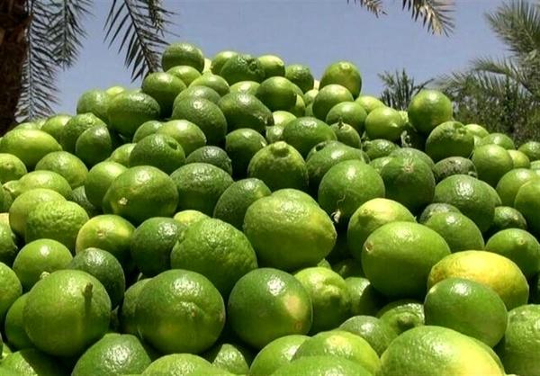 مدیرکل دفتر میوه‌های گرمسیری: برای پیشگیری از بیماری‌های نوظهور مخالف واردات لیموترش هستیم