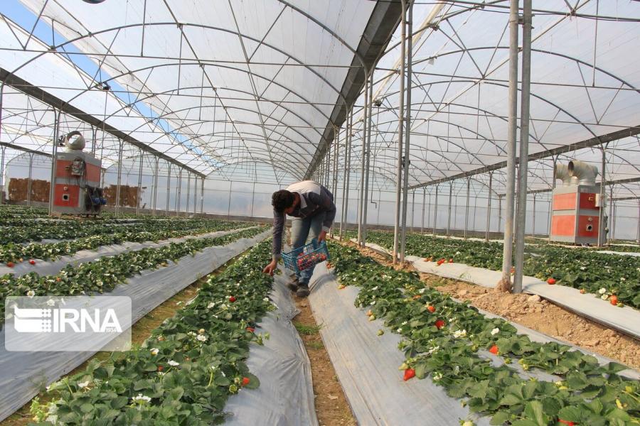 حمایت و سرمایه‌گذاری پیشران توسعه گلخانه‌ها در اصفهان