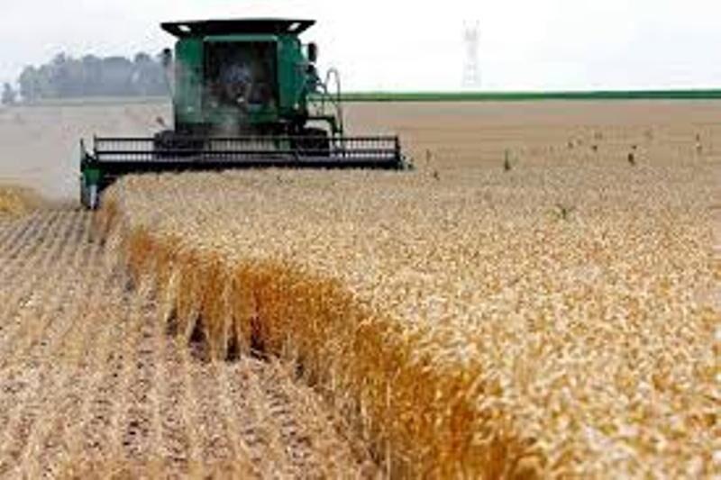 کشت مستقیم بیش از  ۱۵۰ هکتار از مزارع گندم در نمین