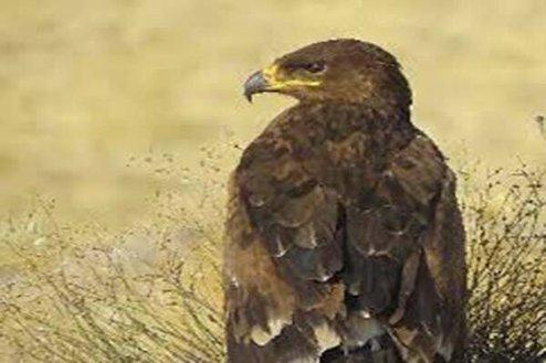 حکمی متفاوت برای شکارچی غیر مجاز عقاب در تربت حیدریه