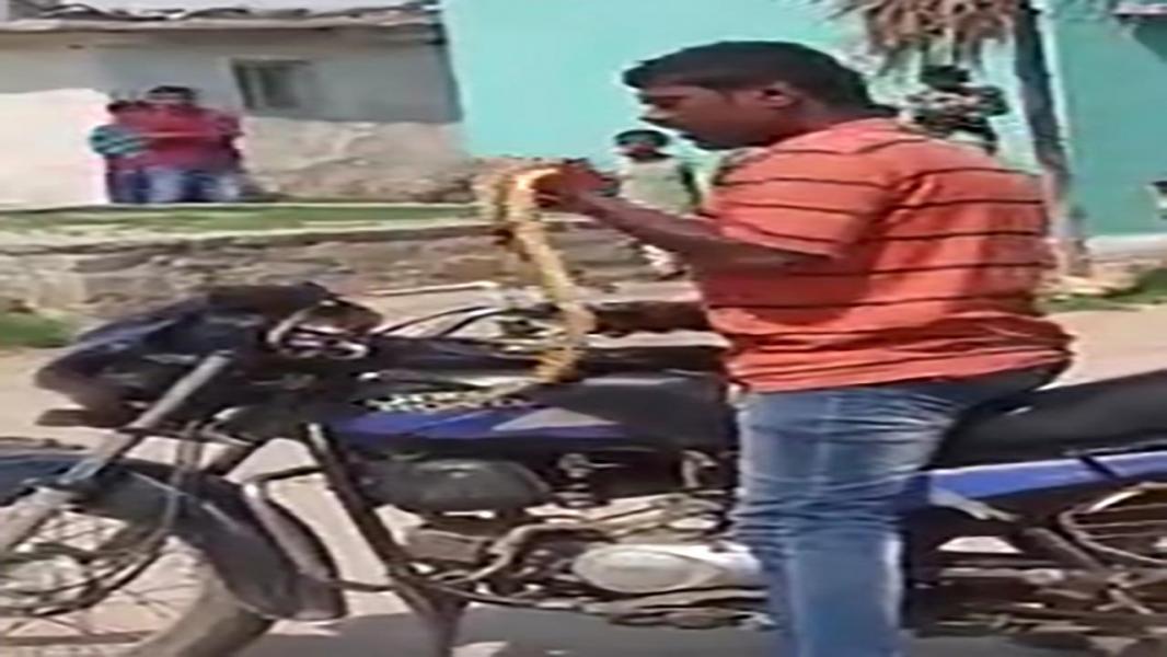 زنده خوردن یک مار توسط جوان هندی در پشت موتورسیکلت! + فیلم
