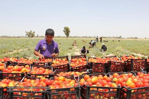 قدردانی از سپاه بخاطر خرید محصولات کشاورزی باقیمانده روی دست کشاورزان