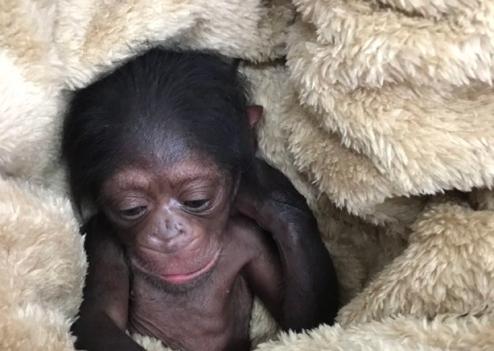 تشکیل پرونده برای شامپانزه ۳ ساله در دادگاه! +عکس