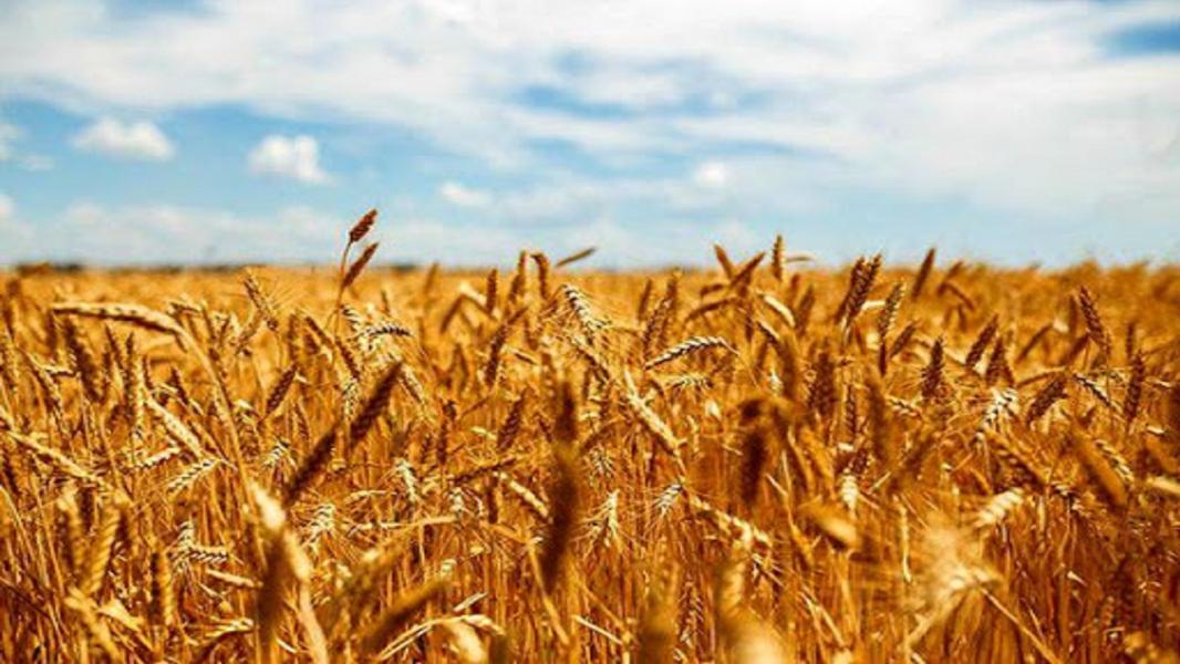 امسال ۶۰۰ هزار تن گندم مازادبرمصرف از کشاورزان خریداری می‌شود