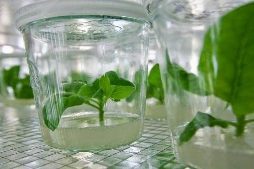 محققان دانشگاه ارومیه موفق به کشت بافت گیاهی شدند