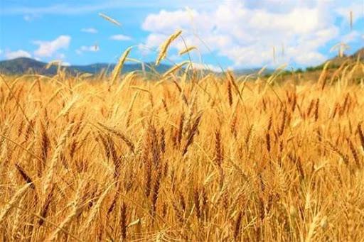 تولید گندم به ۱۴ میلیون تن می‌رسد