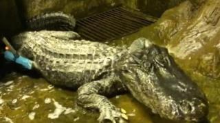 تمساح بازمانده از بمباران برلین در جنگ‌جهانی دوم در مسکو مرد