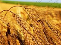تشکیل کمیته برداشت محصولات کشاورزی در اسلام اباد غرب