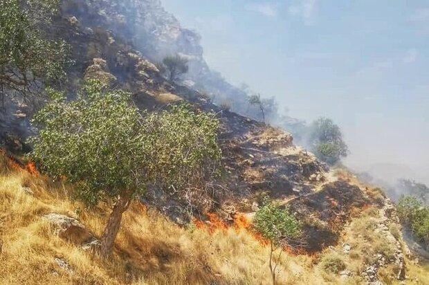 آتش‌سوزی مراتع کمبودها را نمایان کرد/ امکانات ضعیف در استان بوشهر