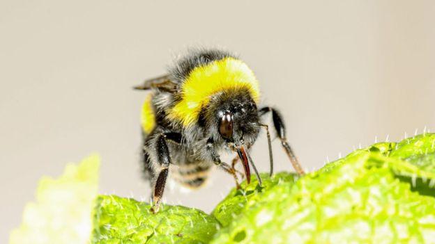 زنبورهای مخملی برای زودتر گل دادن به گیاهان 'کلک می زنند'