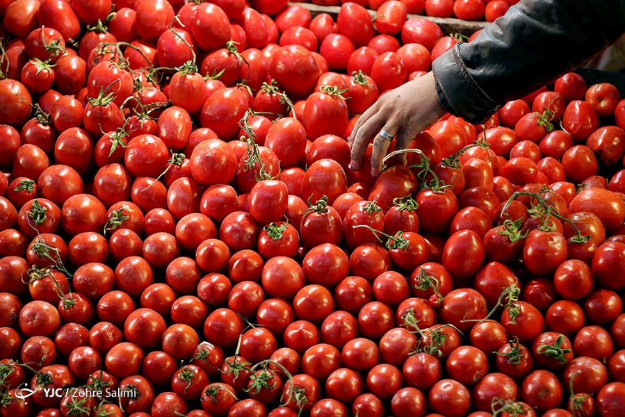 سونامی دوباره در بخش کشاورزی؛ این بار تولید گوجه فرنگی/ علت تولید مازاد محصولات کشاورزی چیست؟  (۱۵ نظر)