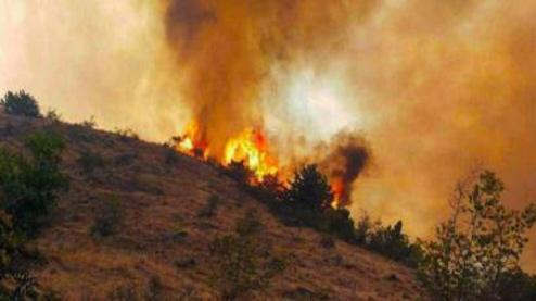 عامل آتش سوزی در جنگل های کشور مشخص شد