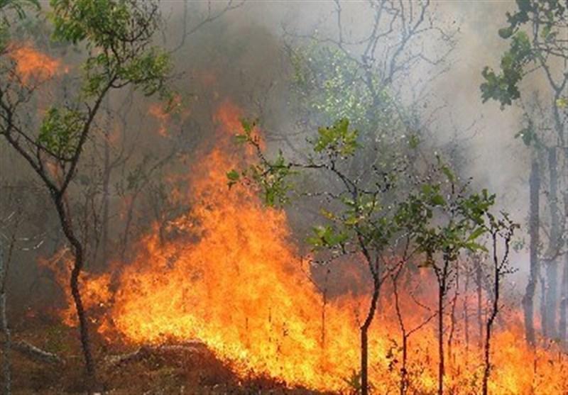 عامل ۶ آتش‌سوزی اخیر در جنگل‌های کشور اعلام شد